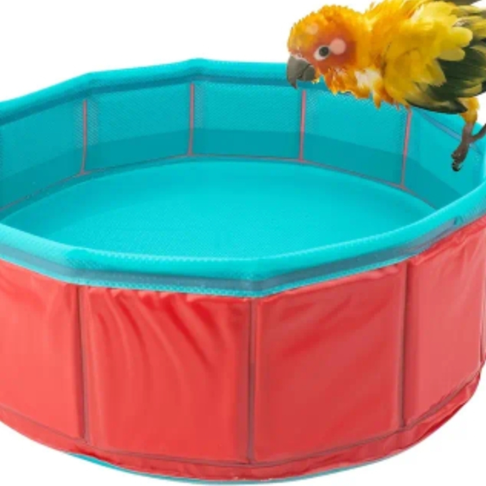 Swimming Pool For Birds